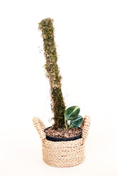 Scindapsus treubii dark form variegated